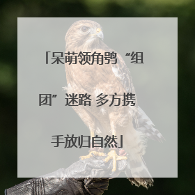 呆萌领角鸮“组团”迷路 多方携手放归自然
